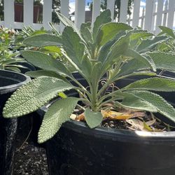 Salvia 'Dara's Choice