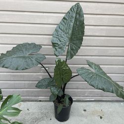 10” Alocasia Metal Head 4 Feet Tall 