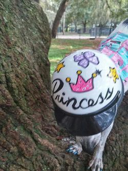 Super Cute Doggie Helmet /Sm