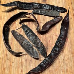  Honey Locust Tree Seeds Pods.