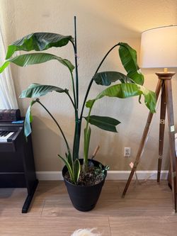 Plant for free