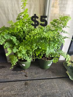 Maiden Hair Fern
