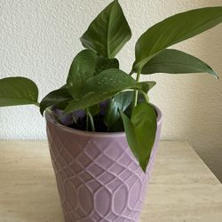 Pothos Plant