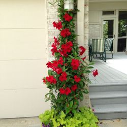 Mandevilla  Plant  3gal In Trellis 