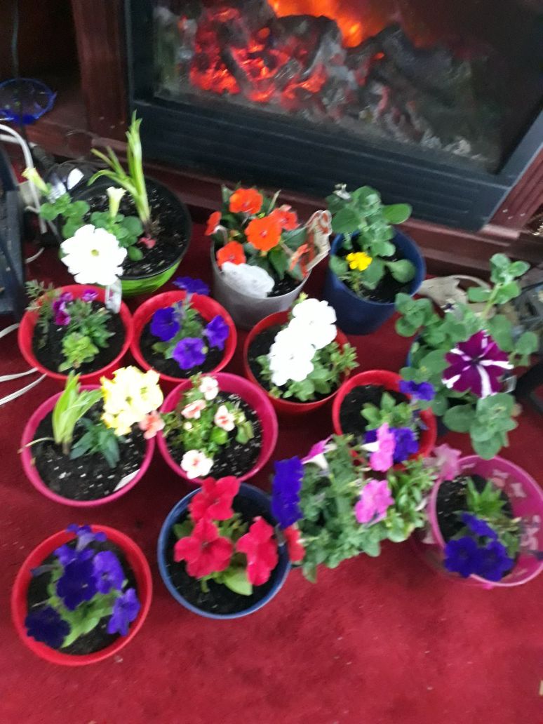 Potted outdoor Flowers $5 Beautiful