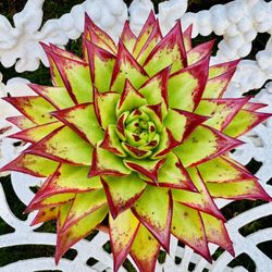 ECHEVERIA LIPSTICK SUCCULENT PLANT - 10 Inches In Diameter In Terra-cotta Pot