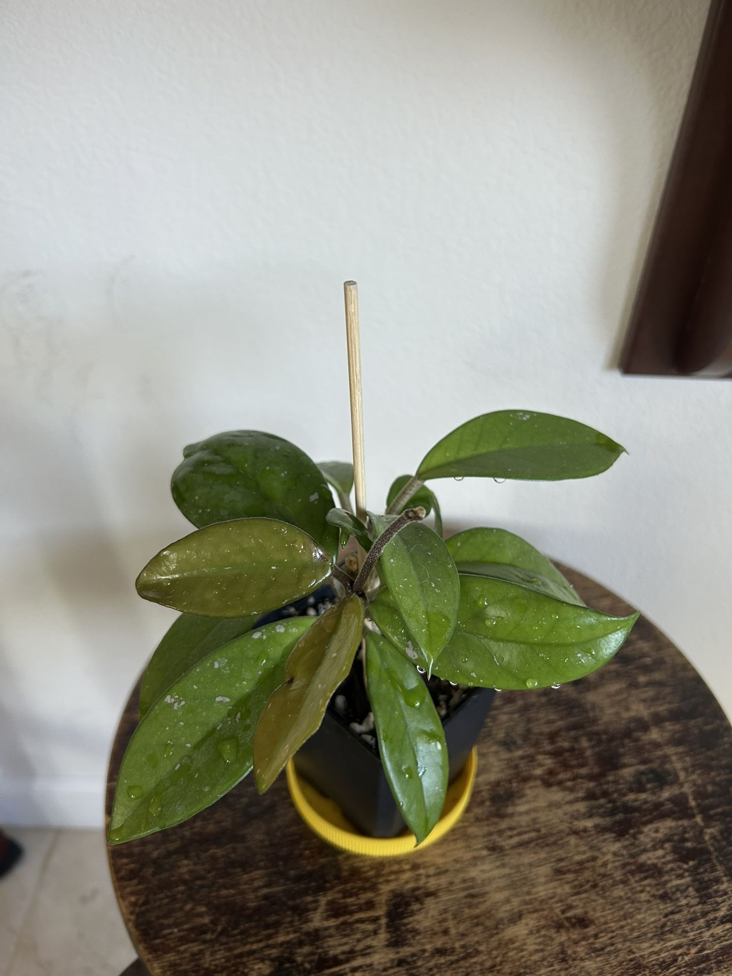 Hoya Carnosa Splash Houseplant