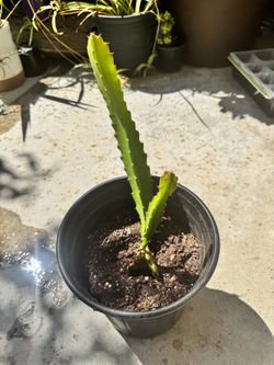 Dragon Fruit Cactus Cutting in Pot