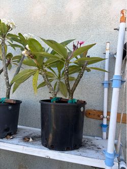 Plumberia
