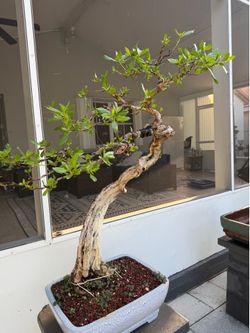 Very rare : Buttonwood bonsai