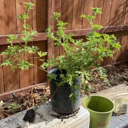 Citronella-Mosquito Plants 5 Gal $15