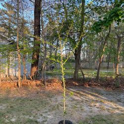 Rose of Sharon plant / tree