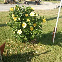 $5 Plants Yellow Hibiscus  Tropical plants