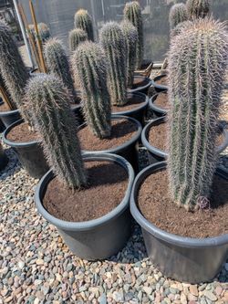 $100 per foot delivered Saguaro