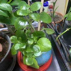 Kalanchoe Plant