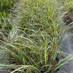 Lemongrass For Sale