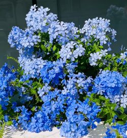 blue jasmine plant