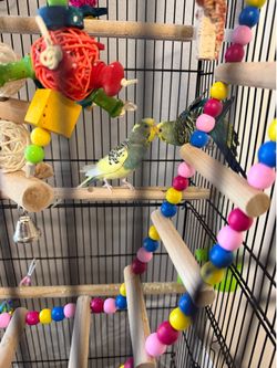 Two parakeets with cage