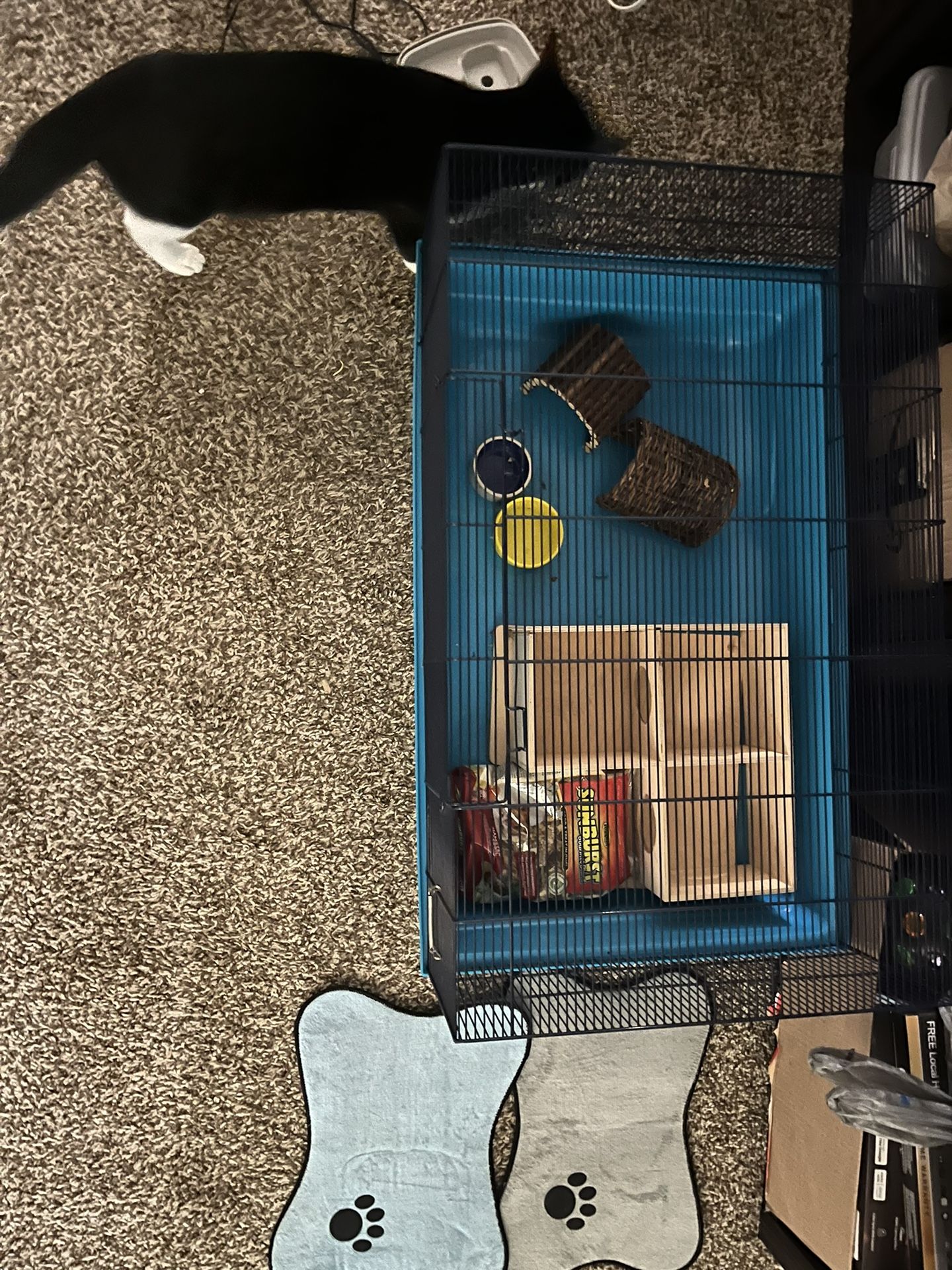 Hamster Set Up