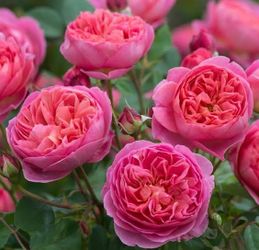 Rare European, Japan rose plants:  Boscobel,   Large blooming plant in 3 gallon pot  Price firm  Pick up only