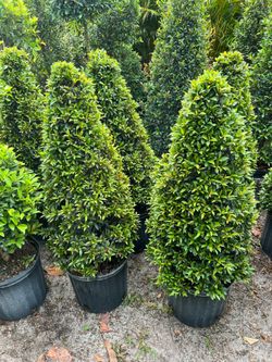 Small cone topiary in 3 gls pot. SPECIAL PRICE 🤩