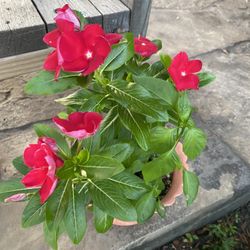 Hermosas Coronas De Cristo 