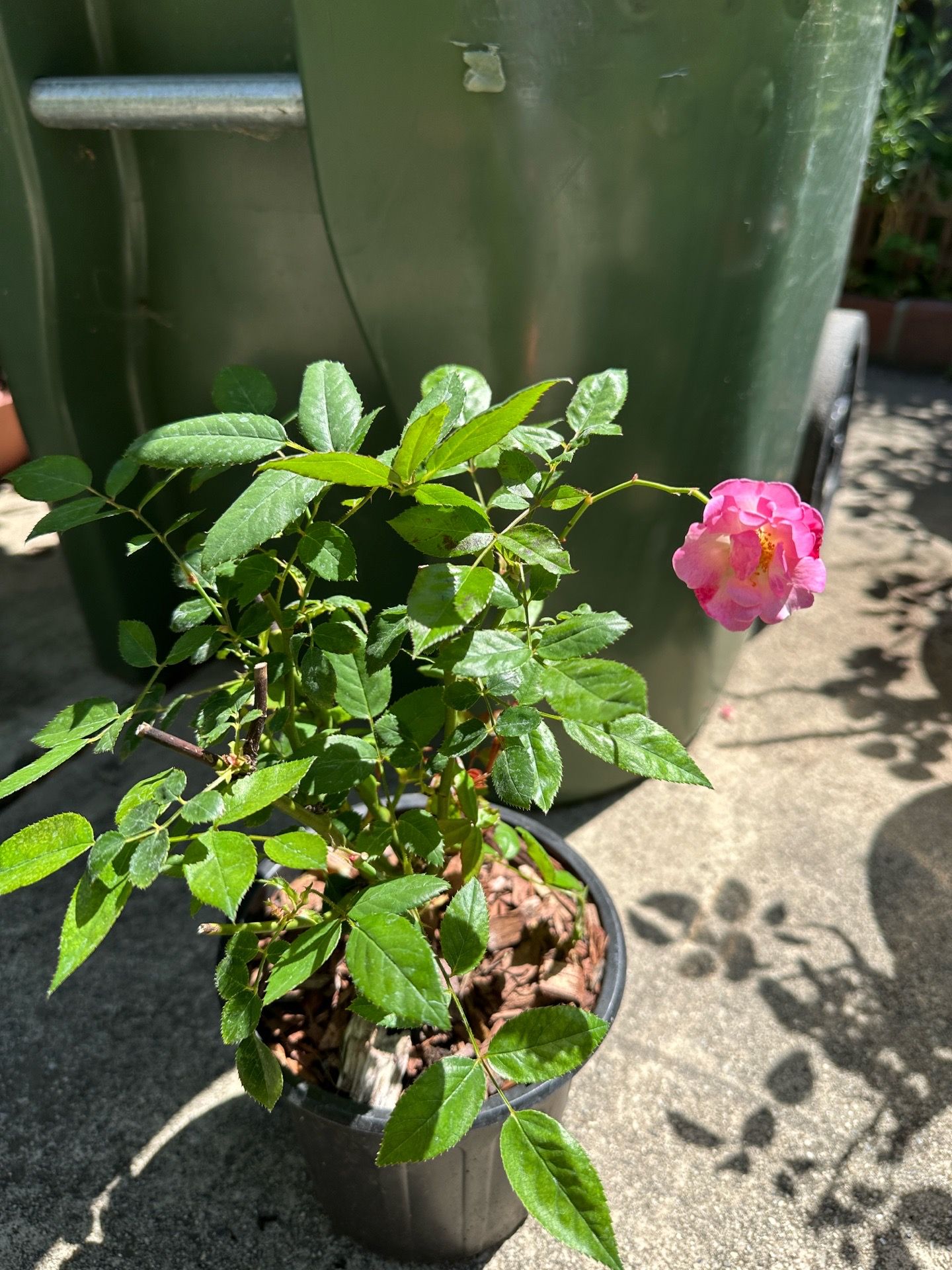 Lovely Pink Miniflora Rose Plant