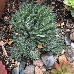 5 Cute Haworthia Small 1-2” Live Plant, Succulent