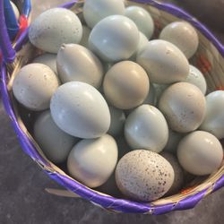 Celadon Fertile Eggs 