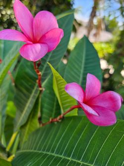 Plumerias plants