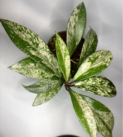 Hoya Hawaiian Purple