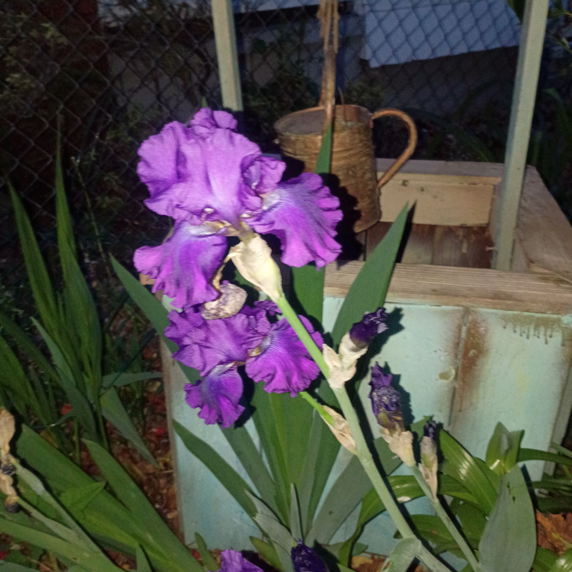 Hybrid bearded iris