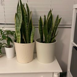 Snake Plants
