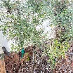 Transplant Garden Plants To Replant