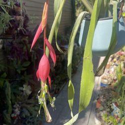 Bromeliad In Hanging Ceramic Pot