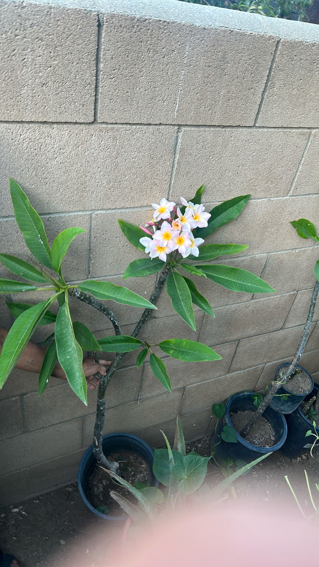 Flower Plomera Pink Yellow White Plomera Flower