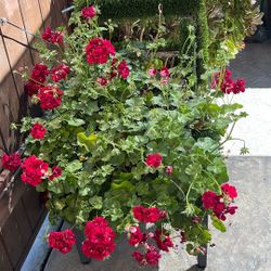 Garden Chair Real Plant Silla Para Jardín 