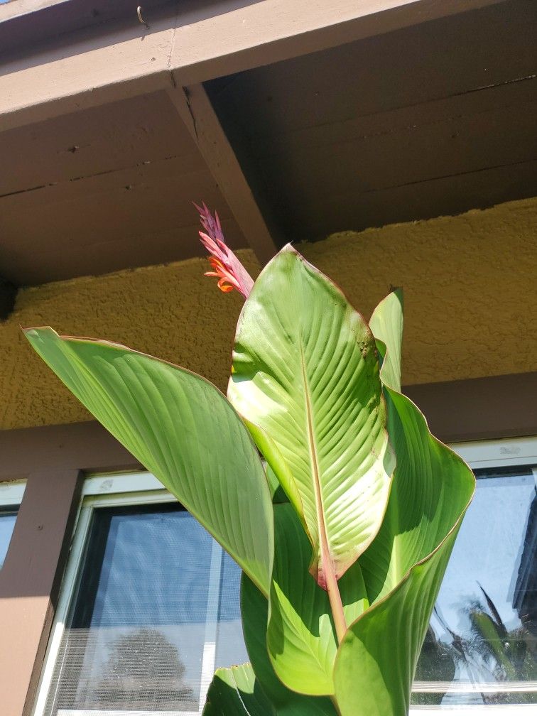 Like 3 Galon Or 4 Pot (Canna Lili) Orange Have In Same Bucket Aloe Vera And Mint
