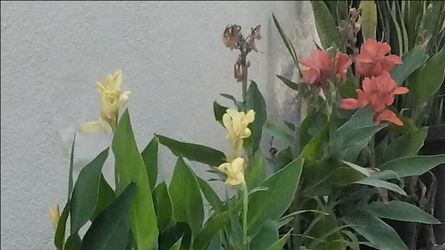 Canna Lilly - $10 each - Red & Yellow