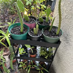Cheap Cacti/ Succulent Starters 