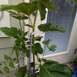 Tree Fig Organic 