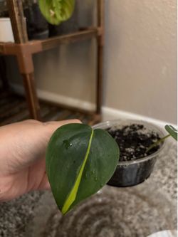 Brasil philodendron ( pick up only )