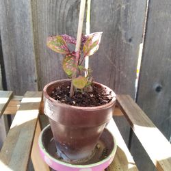 House Plants 