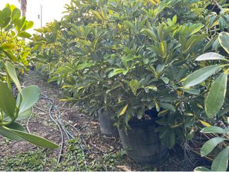 Variety of Plants