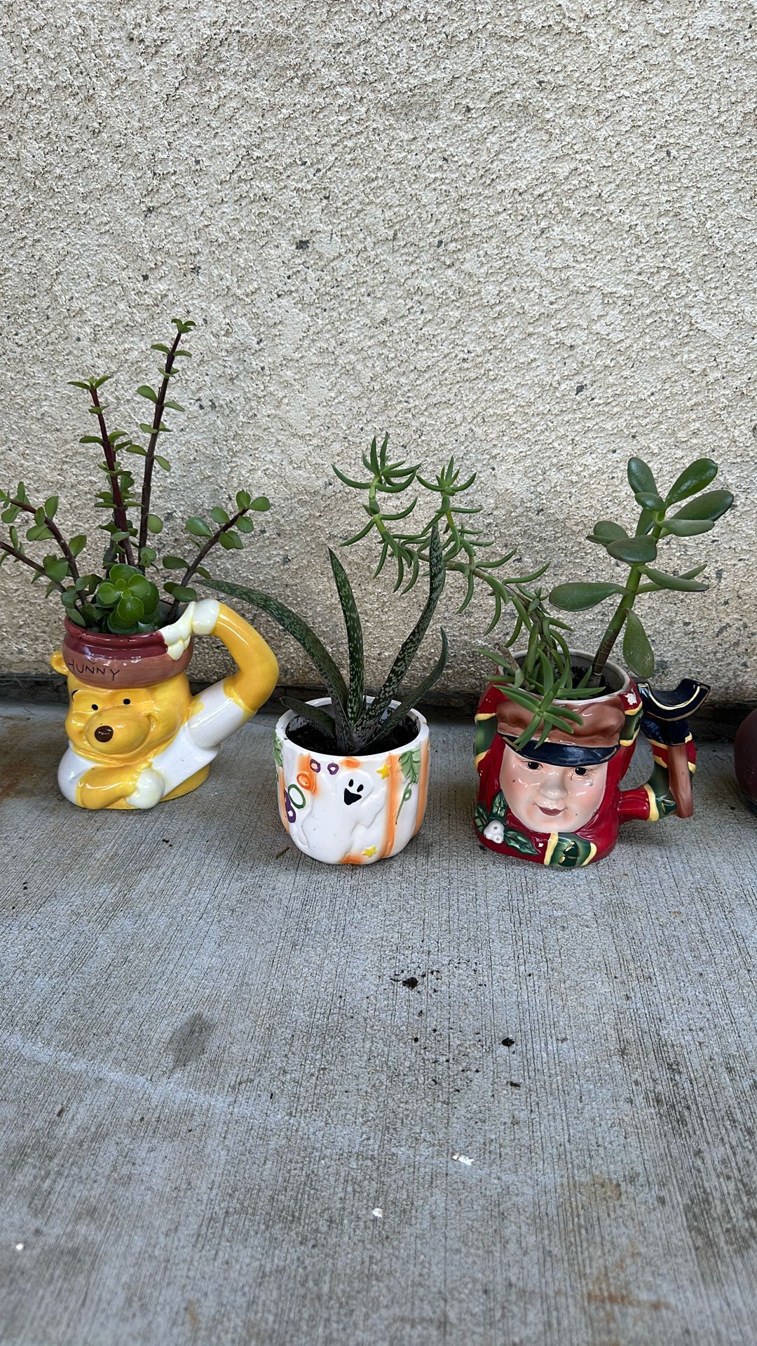 Succulents All For $ 5.00