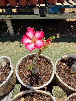 Desert Rose Plants