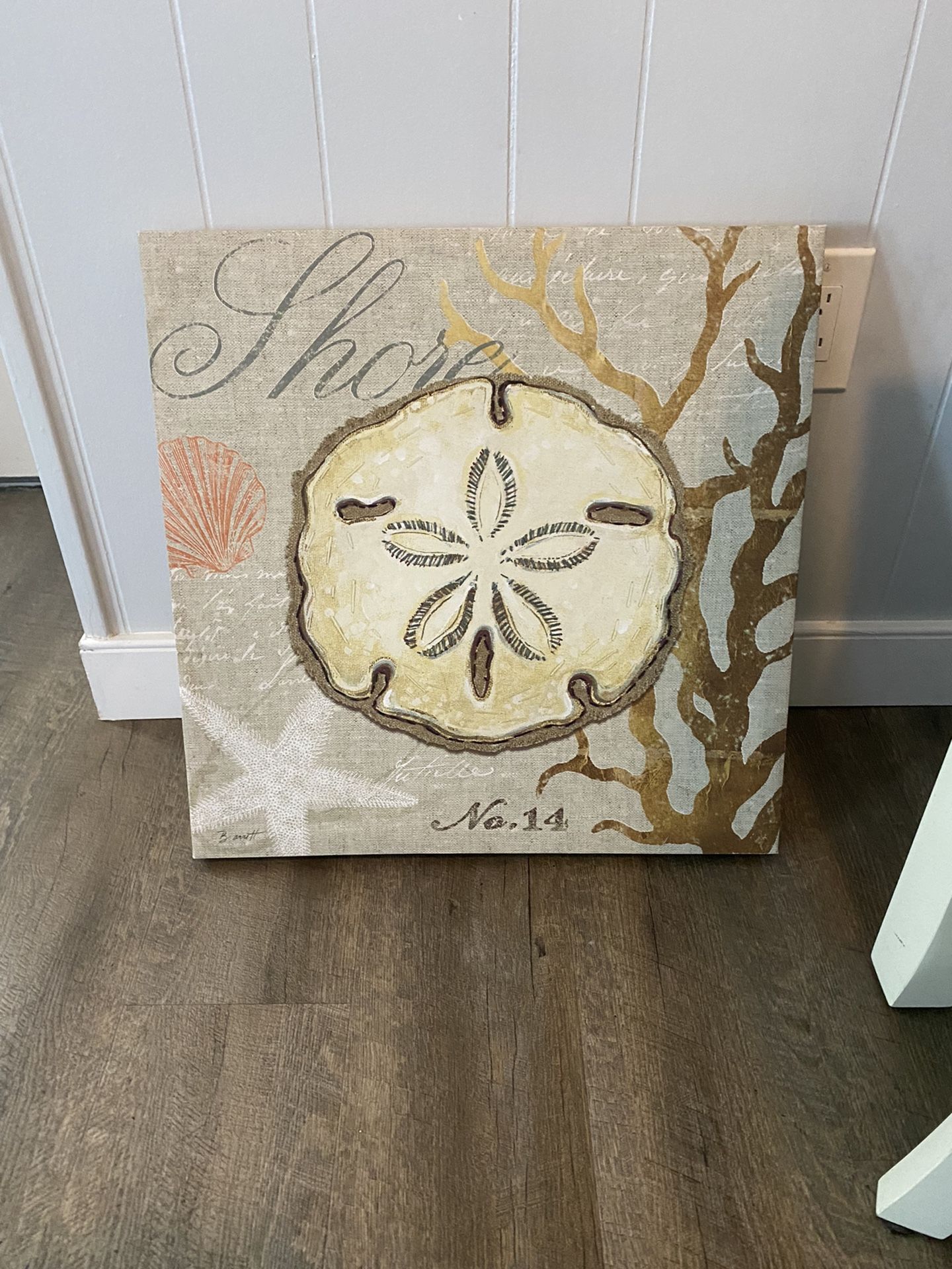 Sand Dollar Art Great Deal Best Offer