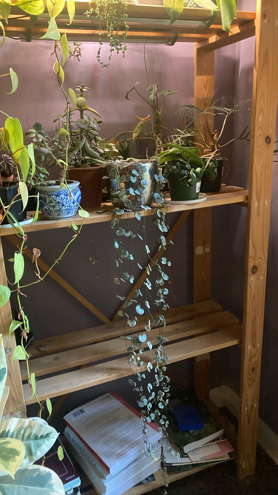 Variegated String of Hearts