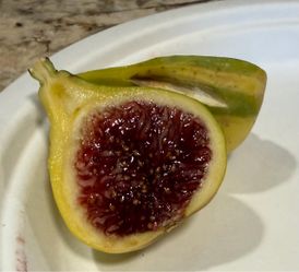 CDD Rimada Fig tree