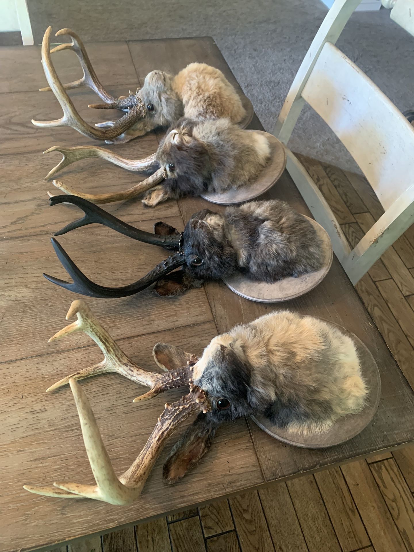 Taxidermy Jackelope Rabbits!! $175 Each Or 2 For $300!!
